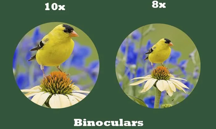 8x42 vs 10x42 comparison binoculars