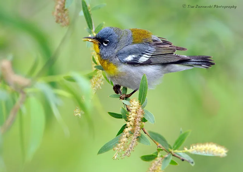 northern parula warbler tree foliage